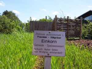 Einkorn was one of the first crops domesticated in Southwest Asia and stands as an artifact of the spread of Indo-European languages.